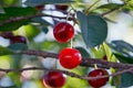 Red cherries on a thin branch in green leaves Royalty Free Stock Photo