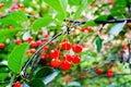 Red cherries on a tree branch Royalty Free Stock Photo