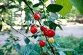 Red cherries on a tree branch Royalty Free Stock Photo