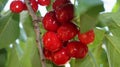 Red cherries on tree branch Royalty Free Stock Photo