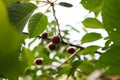 Red cherries tree branch closeup, summer garden Royalty Free Stock Photo