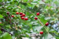 Red cherries tree branch closeup, summer garden Royalty Free Stock Photo