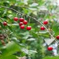 Red cherries tree branch closeup, summer garden Royalty Free Stock Photo