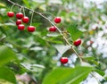 Red cherries tree branch closeup, summer garden Royalty Free Stock Photo