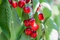 Red cherries on a tree branch Royalty Free Stock Photo