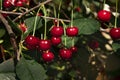 Red cherries on a tree Royalty Free Stock Photo