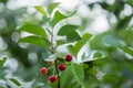 Red cherries on the tree Royalty Free Stock Photo