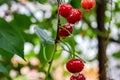 Red cherries on a tree Royalty Free Stock Photo