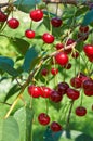 Red cherries with waterdrops