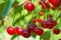 Red cherries with waterdrops