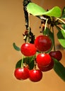 Red Cherry