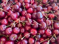 Red cherry background. Red ripe delicious cherries harvest