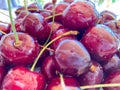 Red cherry background. Red ripe delicious cherries harvest