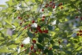 Red cherry berries on a branch in a garden on a blurred background of green leaves, selective focus, close-up Royalty Free Stock Photo