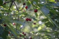 Red cherry berries on a branch in a garden on a blurred background of green leaves, selective focus, close-up Royalty Free Stock Photo