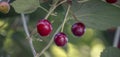 Red cherry berries on a branch in a garden on a blurred background of green leaves, selective focus, close-up Royalty Free Stock Photo