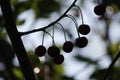 Red cherry berries on a branch in a garden on a blurred background of green leaves, selective focus, close-up Royalty Free Stock Photo