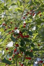 Red cherry berries on a branch in a garden on a blurred background of green leaves, selective focus, close-up Royalty Free Stock Photo