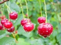 Red cherry berries on a tree branch with water drops. Royalty Free Stock Photo