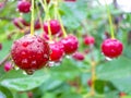 Red cherry berries on a tree branch with water drops. Royalty Free Stock Photo