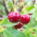 Red cherry berries on a tree branch with water drops Royalty Free Stock Photo