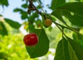 A red cherry berry hangs on a branch against the background of green foliage of a tree. Up close photography