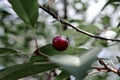 Red cherry berry on a tree branch, cloudy weather Royalty Free Stock Photo