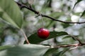 Red cherry berry on a tree branch, cloudy weather Royalty Free Stock Photo