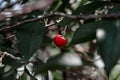 Red cherry berry on a tree branch, cloudy weather Royalty Free Stock Photo