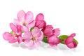 Red Cherry Blossom Royalty Free Stock Photo