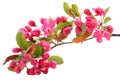 Red cherry blossom Royalty Free Stock Photo