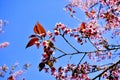 The red cherry blossom at the end of the branch with cherry blossoms blossoming on the background blurred