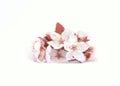 Red cherry blossom flower Royalty Free Stock Photo