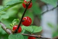 Red cherry on a thin branch with leaves Royalty Free Stock Photo