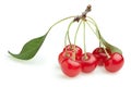 Red cherry branch Royalty Free Stock Photo