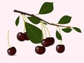 Red cherry branch Royalty Free Stock Photo