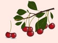 Red cherry branch Royalty Free Stock Photo