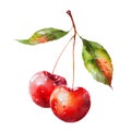 Red cherry branch with green leaves watercolor. Fruit on an isolated white background. Royalty Free Stock Photo