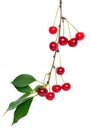 Red cherry branch Royalty Free Stock Photo