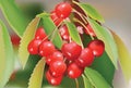 Red Cherry branch with leaves. Vector illustration Royalty Free Stock Photo