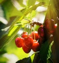 Red Cherry Branch Royalty Free Stock Photo