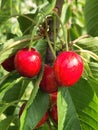 Red cherry on a branch. Ripe cherry fruits