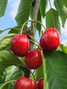 Red cherry on a branch. Ripe cherry fruits