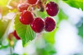 Red cherry on branch Royalty Free Stock Photo