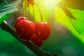 Red cherry on branch Royalty Free Stock Photo