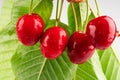 Red cherry on branch Royalty Free Stock Photo