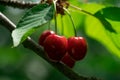 Red cherry on branch Royalty Free Stock Photo