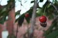 Red cherry on the branch. A shaggy spider hangs on a cherry. Selective selective focus. Garden and vegetable garden Royalty Free Stock Photo