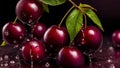 Red cherry close-up with water drops on black. Banner with red cherries berry and green leaves, juicy splash Royalty Free Stock Photo