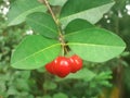 Red Cherry Cluster With Leaves In Live